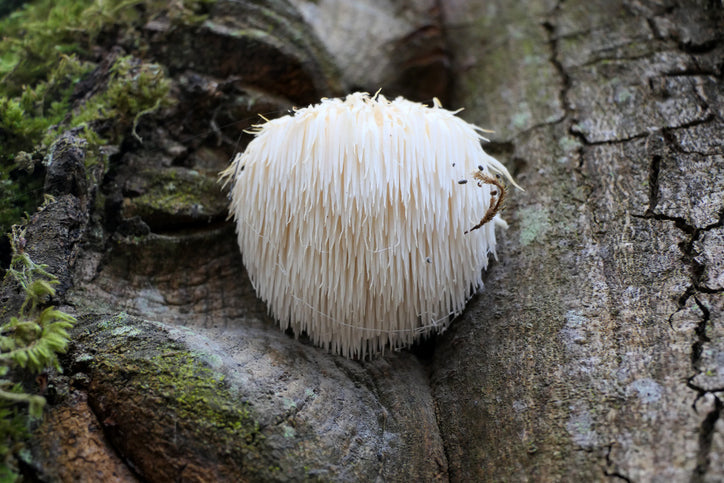 Lions Mane: The Supplement Taking The Wellness World By Storm
