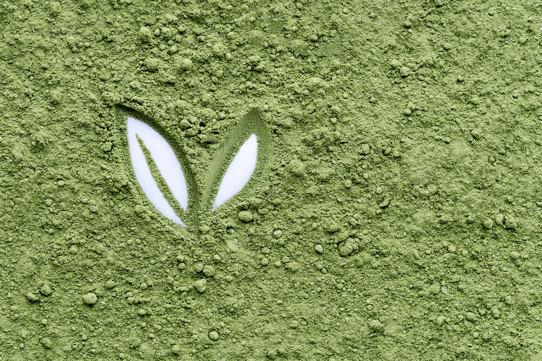 What Are Antioxidants and How Do They Support Cellular Wellness?